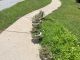 Pressure washing in Hoover Alabama copy